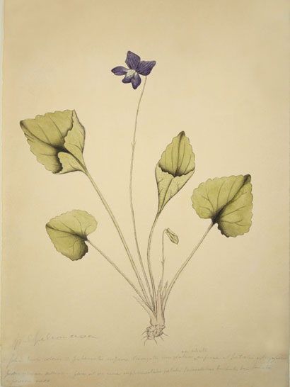 Viola_25